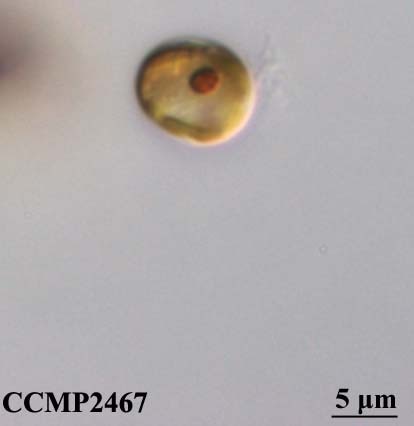 CCMP2466 | NCMA at Bigelow Laboratory